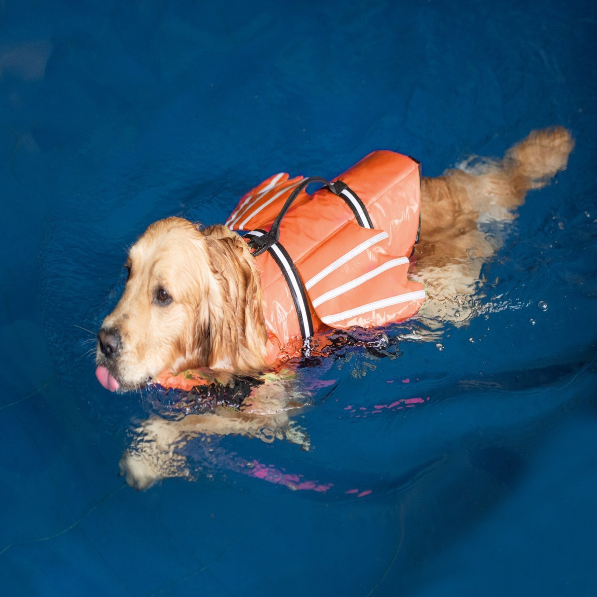 เสื้อชูชีพสำหรับสุนัขพร้อมที่ล - Life Jacket บทวิจารณ์และราคา